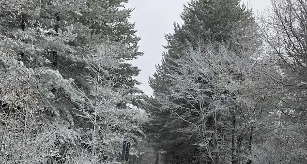 Nevica sulla statale 107, al lavoro i mezzi dell'Anas