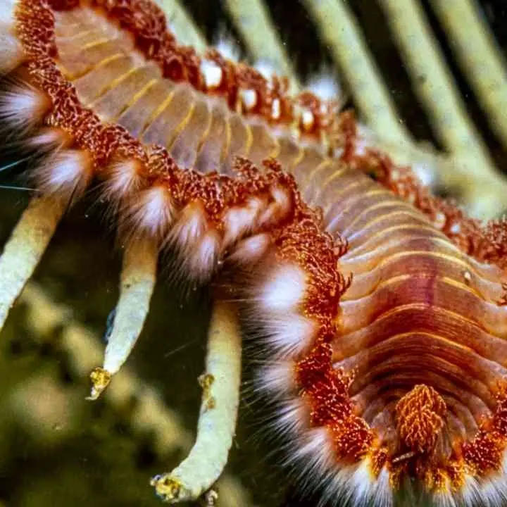 Calabria in prima linea contro l’invasione del\u00A0vermocane: la specie\u00A0minaccia la piccola pesca nel Mediterraneo\n