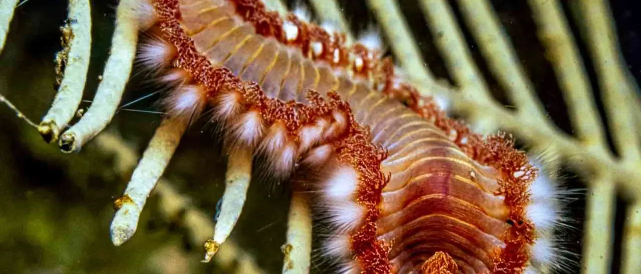 Calabria in prima linea contro l’invasione del\u00A0vermocane: la specie\u00A0minaccia la piccola pesca nel Mediterraneo\n