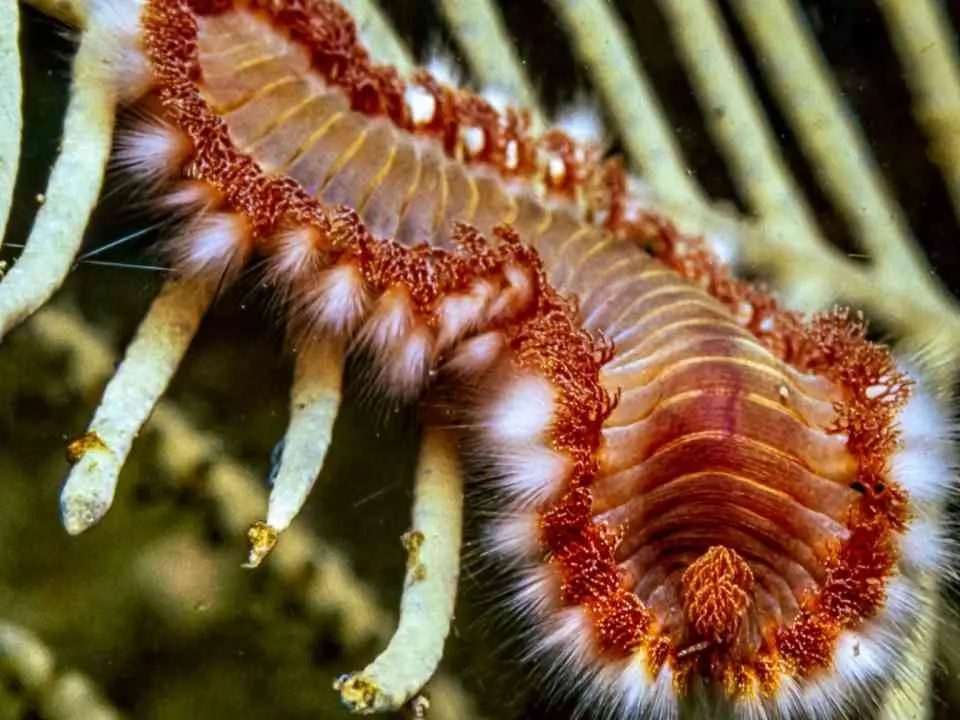 Calabria in prima linea contro l’invasione del vermocane: la specie minaccia la piccola pesca nel Mediterraneo