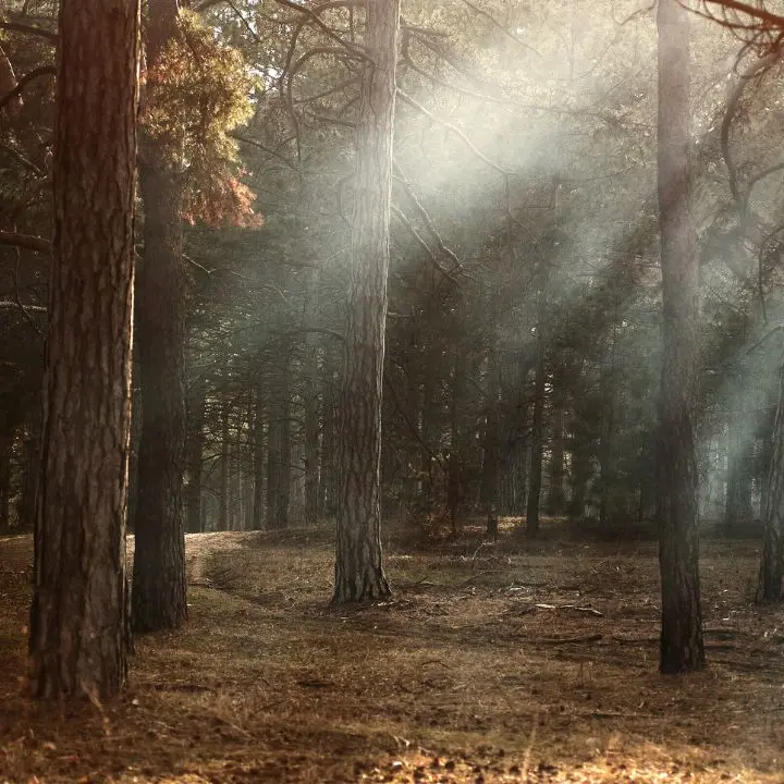 La battaglia della famiglia che ha scelto di vivere nei boschi tra libertà, ritorno alla natura e minori da tutelare\n