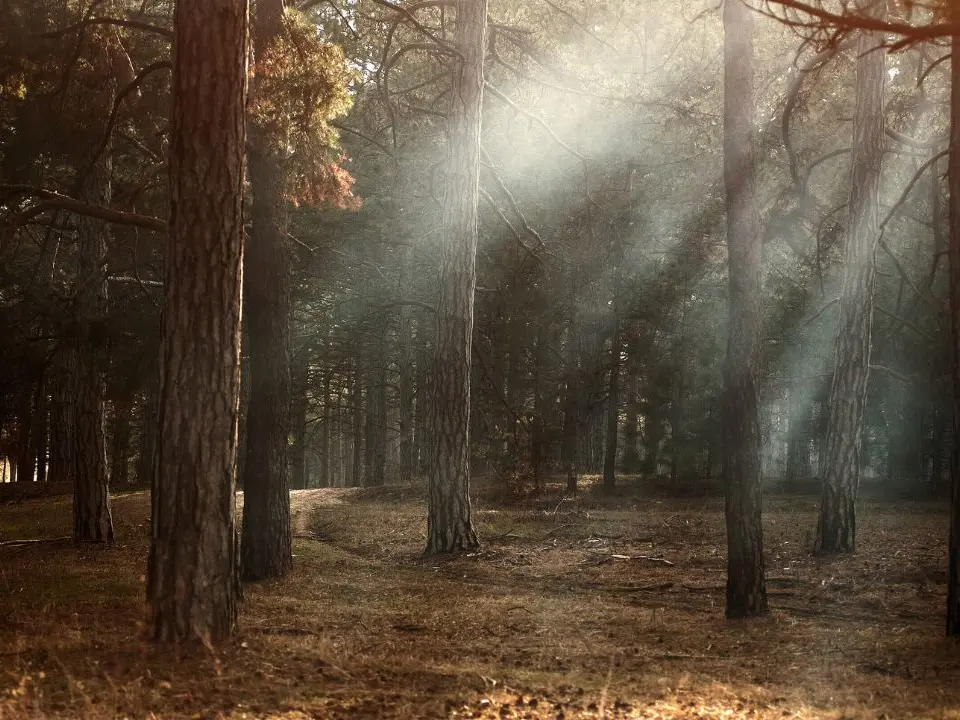 La battaglia della famiglia che ha scelto di vivere nei boschi tra libertà, ritorno alla natura e minori da tutelare
