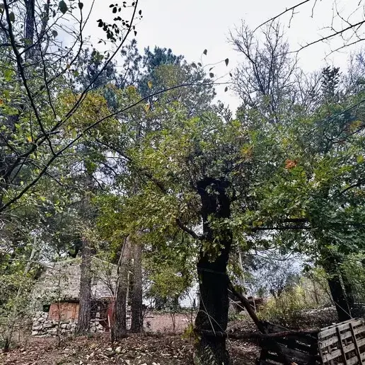 La famiglia del bosco: il caso che divide l’Italia tra libertà di scelta e intervento dello Stato\n