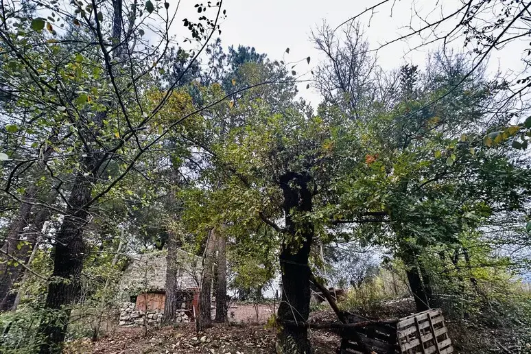 La famiglia del bosco: il caso che divide l’Italia tra libertà di scelta e intervento dello Stato\n