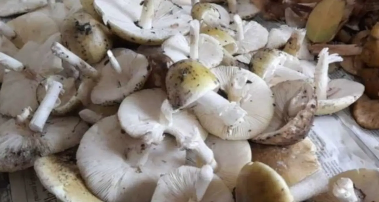Intossicato da funghi velenosi: paziente salvato da un trapianto di fegato