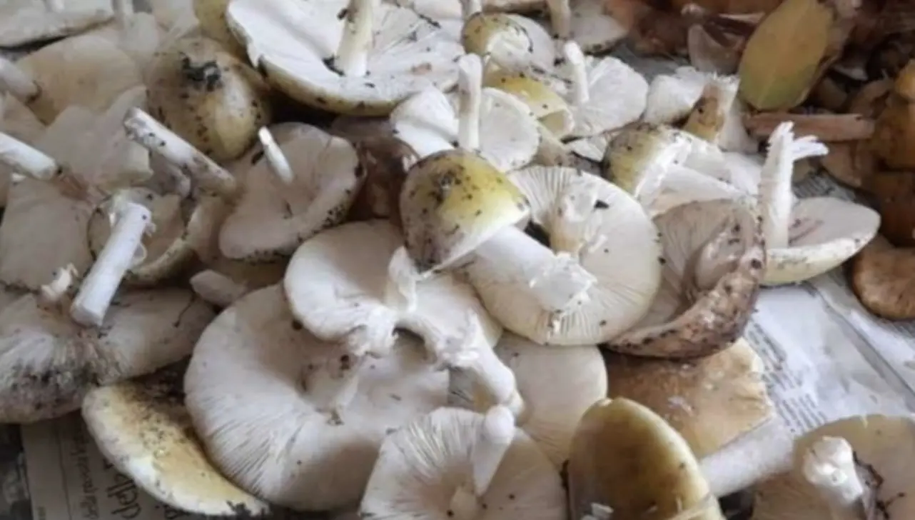 Intossicato da funghi velenosi: paziente salvato da un trapianto di fegato