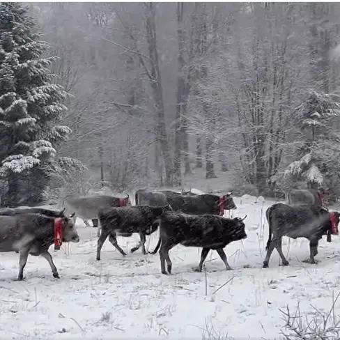 Le podoliche sfidano la tormenta di neve per tornare al mare: il video della transumanza in Sila