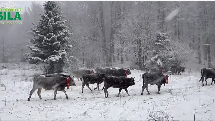 Le podoliche sfidano la tormenta di neve per tornare al mare: il video della transumanza in Sila