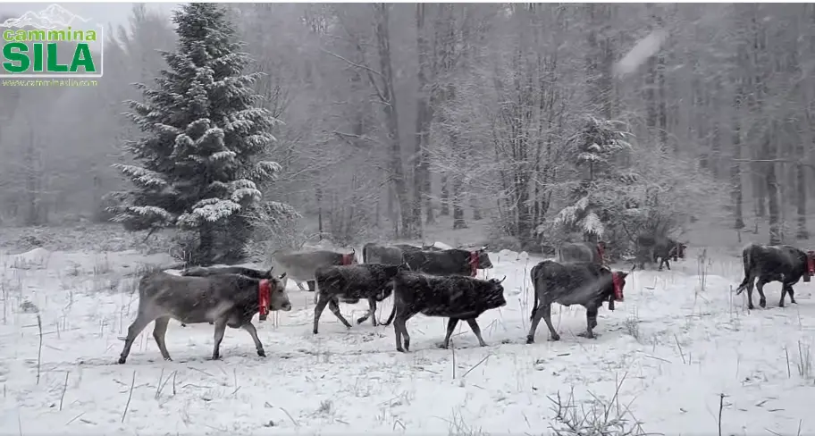 Le podoliche sfidano la tormenta di neve per tornare al mare: il video della transumanza in Sila