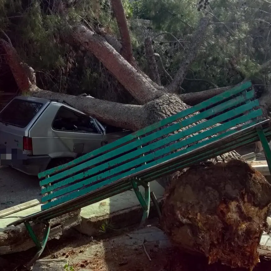 Paura a Roccella, cade albero su auto in transito: conducente in ospedale\n