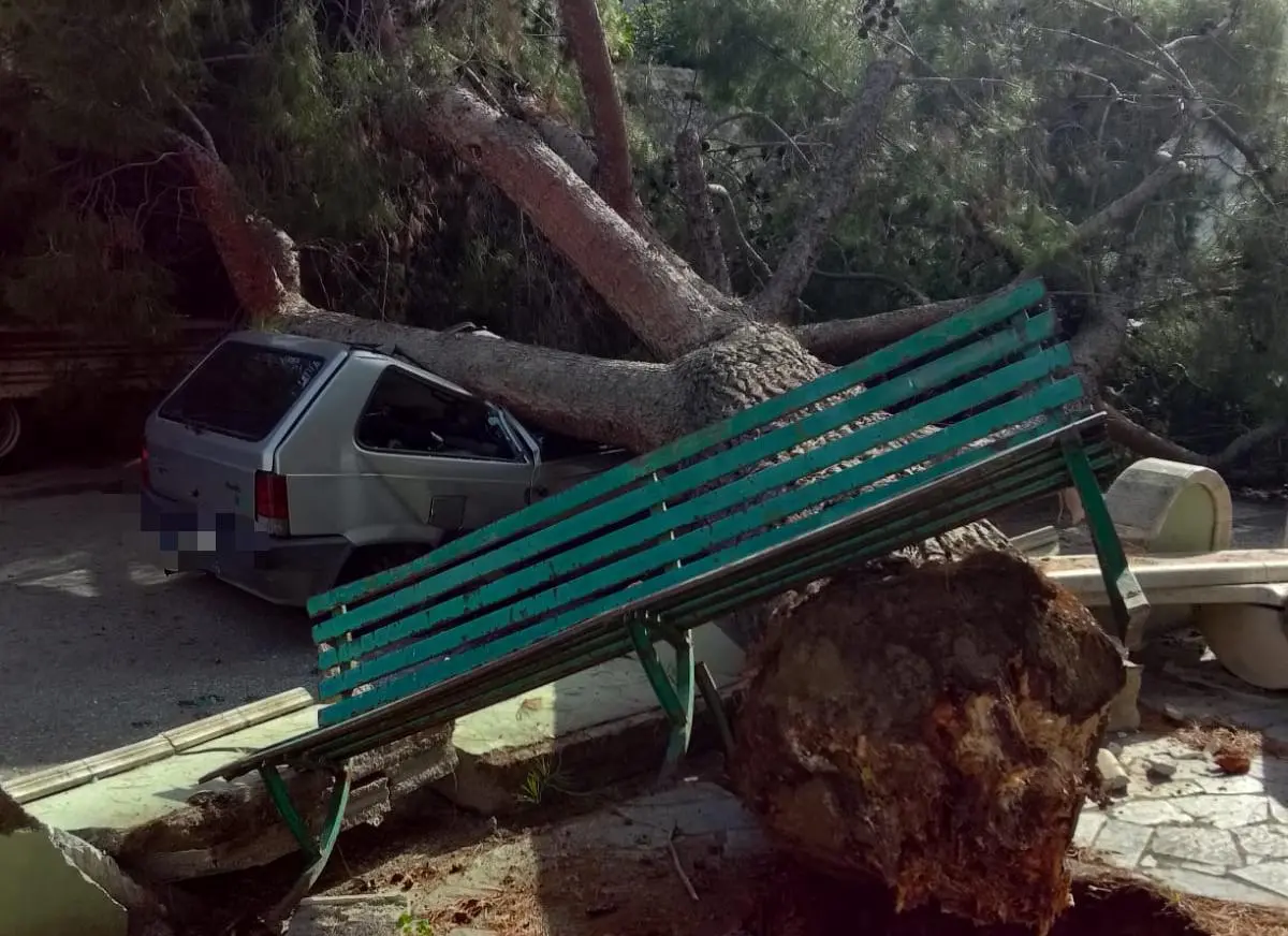 Paura a Roccella, cade albero su auto in transito: conducente in ospedale\n