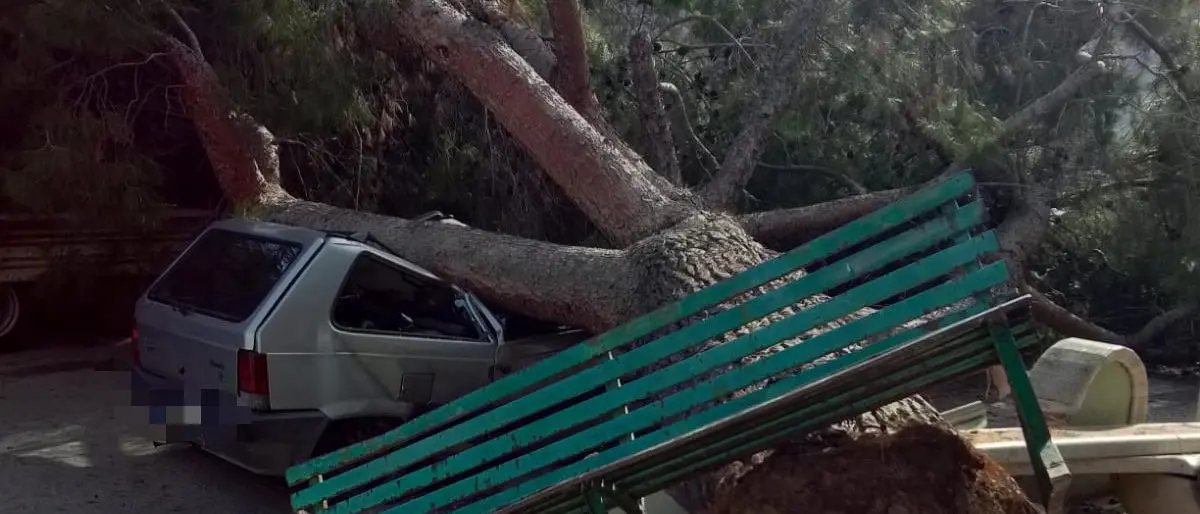 Paura a Roccella, cade albero su auto in transito: conducente in ospedale\n