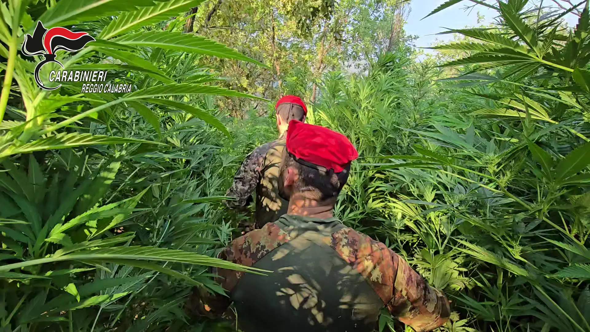 Maxi coltivazione di marijuana nelle campagne di Rizziconi: arrestato un 29enne incensurato\n