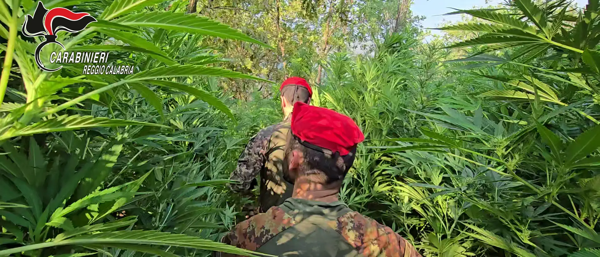 Maxi coltivazione di marijuana nelle campagne di Rizziconi: arrestato un 29enne incensurato\n