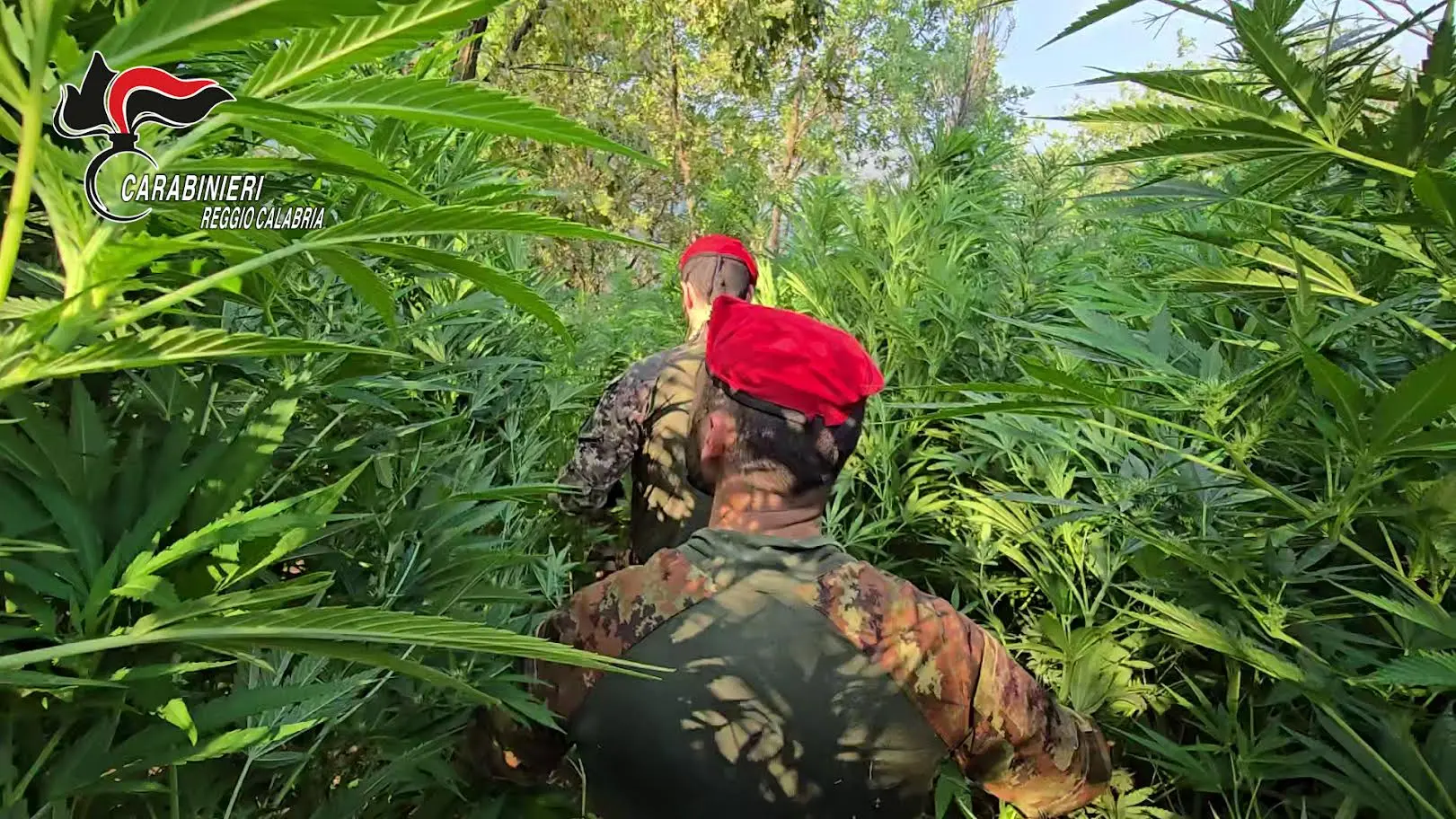 Serre tra gli ulivi e 545 piante di cannabis: maxi scoperta dei Carabinieri nella Piana di Gioia Tauro\n