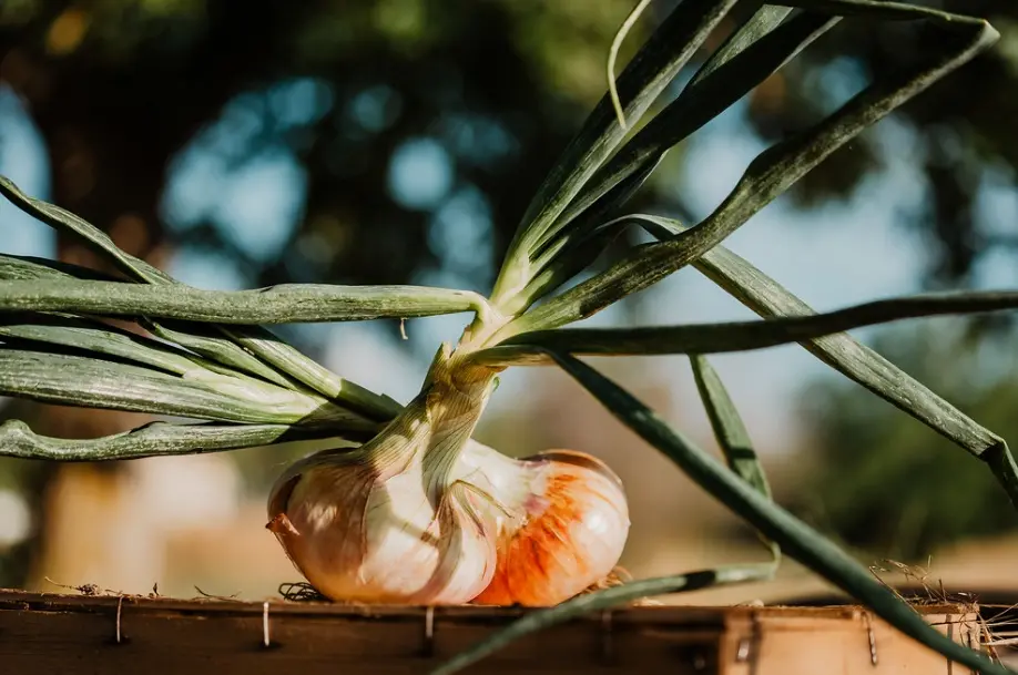 Simbolo e orgoglio del Pollino: la cipolla bianca di Castrovillari nuovo Presidio Slow food\n