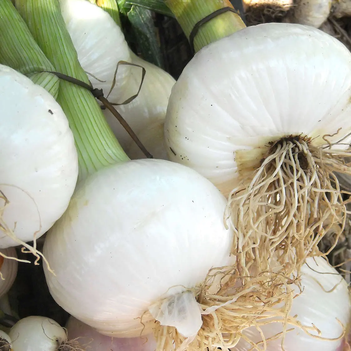 Cipolla bianca di Castrovillari, nuovo Presidio Slow Food: «Dolce, leggera e amatissima dalla comunità»