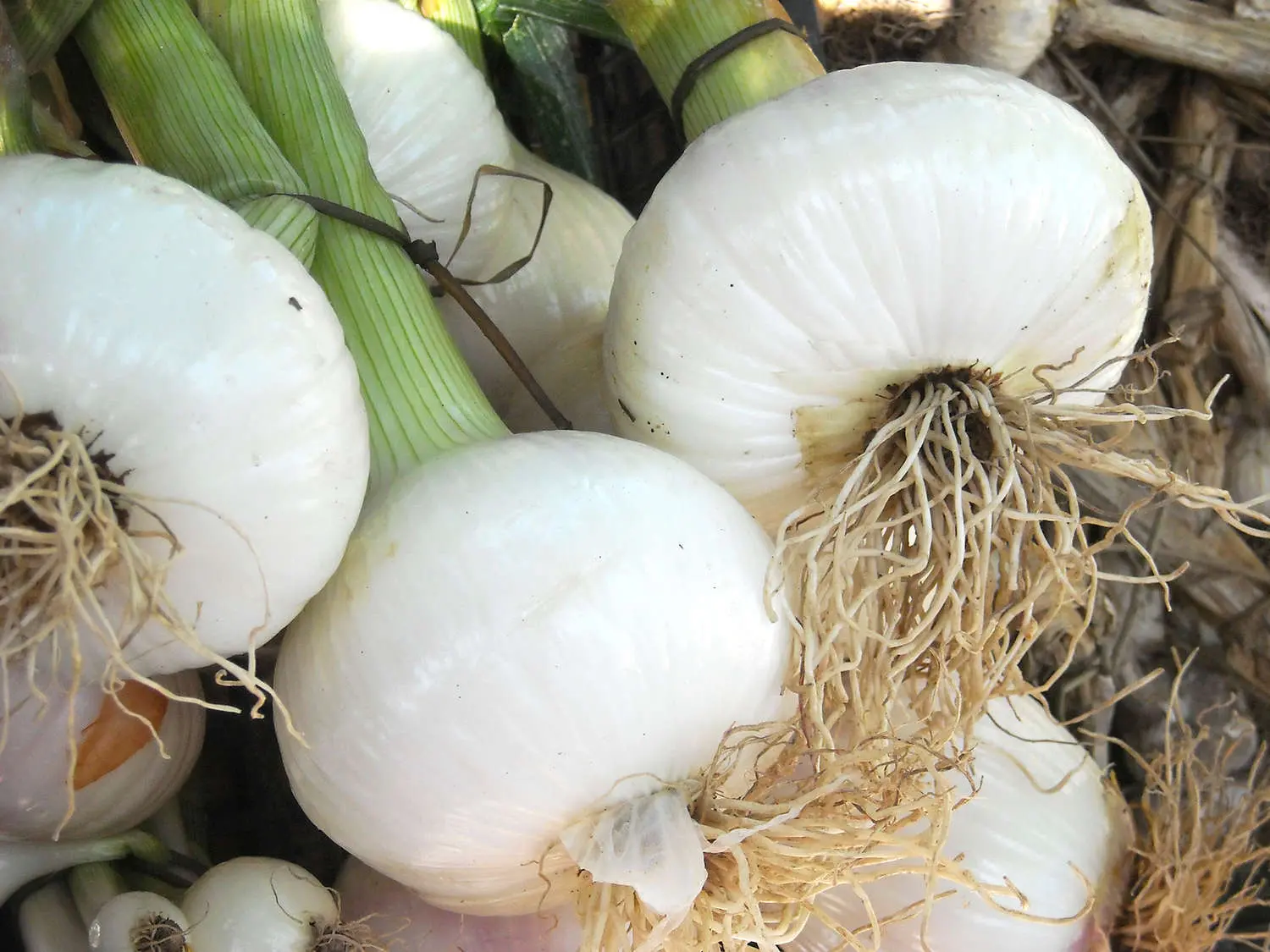 Cipolla bianca di Castrovillari, nuovo Presidio Slow Food: «Dolce, leggera e amatissima dalla comunità»