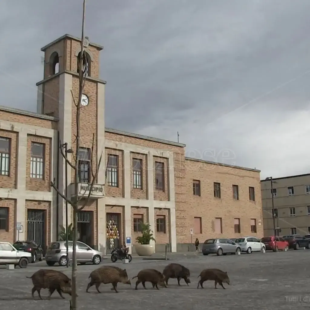 Emergenza cinghiali, riunione operativa in Prefettura: 4 gabbie-trappola in arrivo nel Vibonese\n