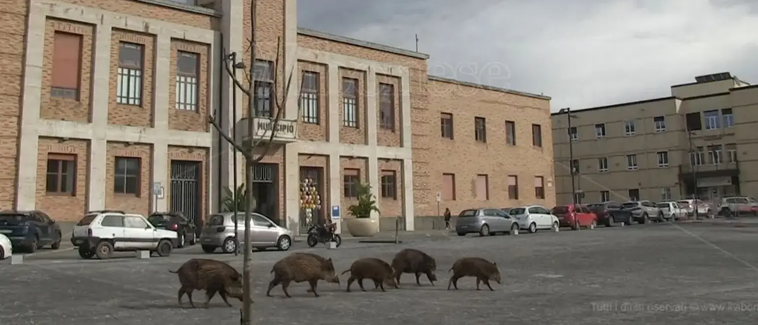 Emergenza cinghiali, riunione operativa in Prefettura: 4 gabbie-trappola in arrivo nel Vibonese\n