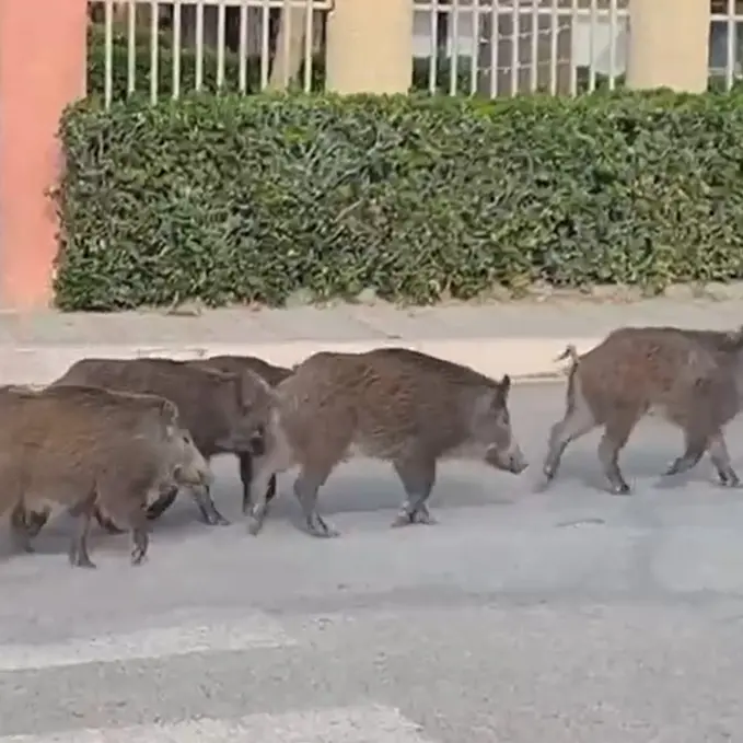 Emergenza cinghiali, la Regione mette a disposizione 22 gabbie-trappole: saranno posizionate e gestite dagli Atc