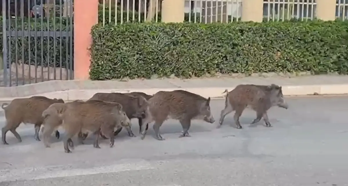 Emergenza cinghiali, la Regione mette a disposizione 22 gabbie-trappole: saranno posizionate e gestite dagli Atc