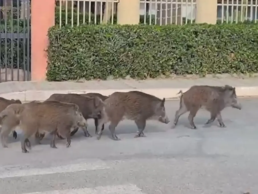 Emergenza cinghiali, la Regione mette a disposizione 22 gabbie-trappole: saranno posizionate e gestite dagli Atc