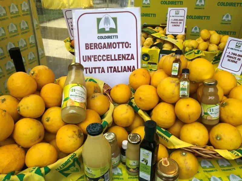Campagna agrumicola, diverse storture di mercato: Coldiretti Reggio chiede alla Camera di Commercio un incontro con gli operatori\n