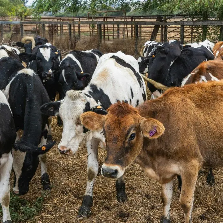 Prorogato al 31 dicembre il rientro delle mandrie podoliche dai monti silani a causa delle temperature elevate\n