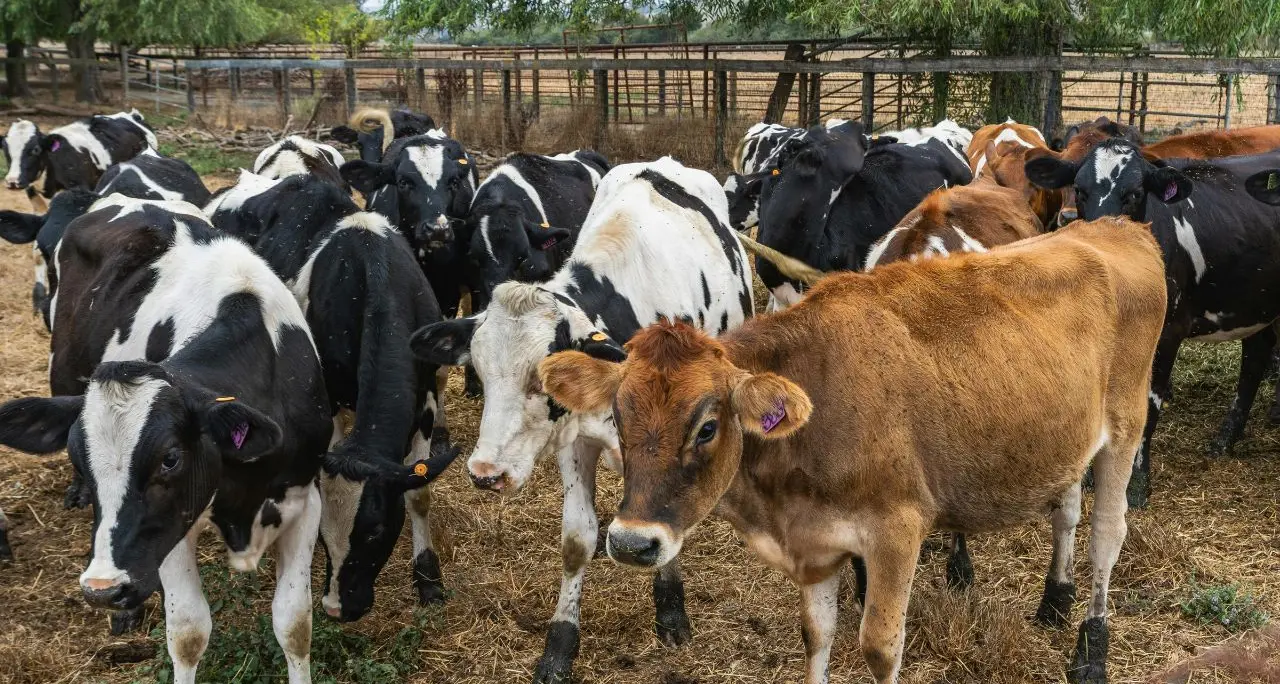 Prorogato al 31 dicembre il rientro delle mandrie podoliche dai monti silani a causa delle temperature elevate\n