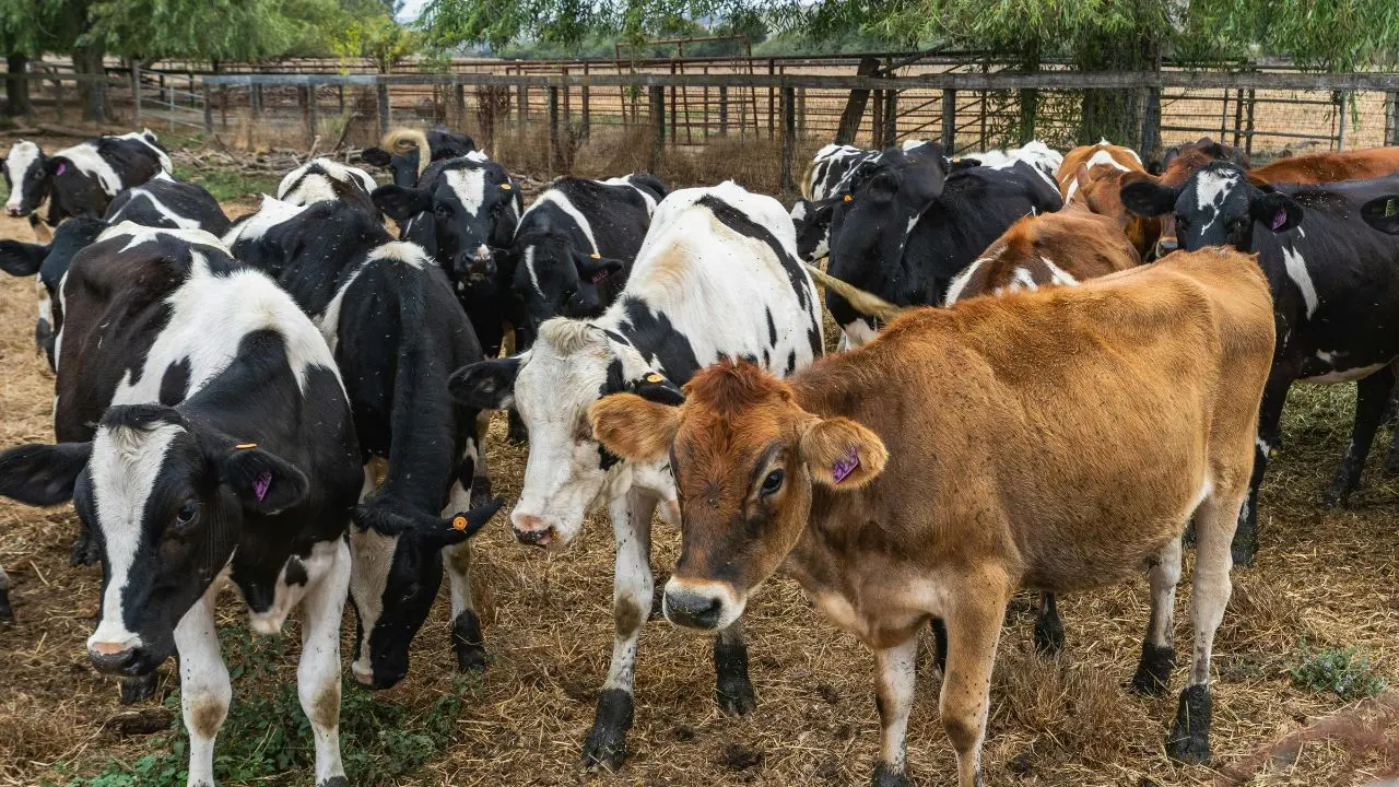 Prorogato al 31 dicembre il rientro delle mandrie podoliche dai monti silani a causa delle temperature elevate\n