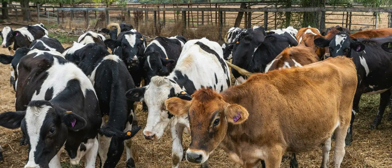 Prorogato al 31 dicembre il rientro delle mandrie podoliche dai monti silani a causa delle temperature elevate\n