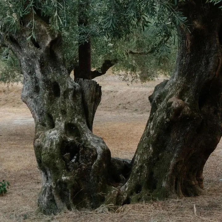 «La nuova legge può distruggere gli oliveti storici in Calabria»: Filomena Greco chiede al Consiglio di fermarsi\n