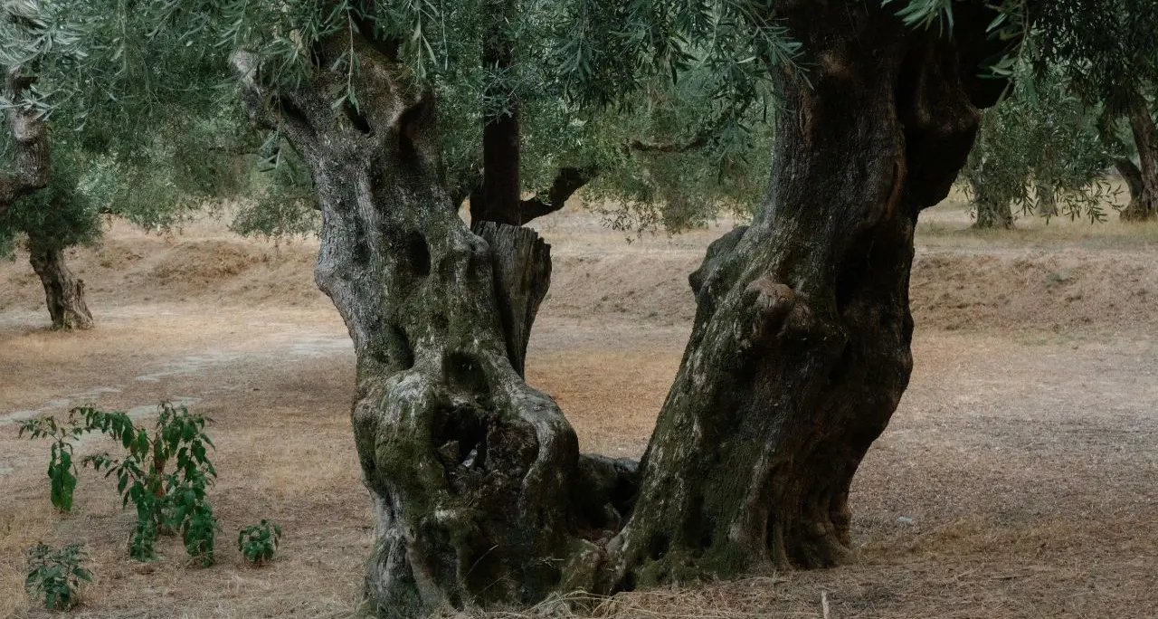 «La nuova legge può distruggere gli oliveti storici in Calabria»: Filomena Greco chiede al Consiglio di fermarsi\n