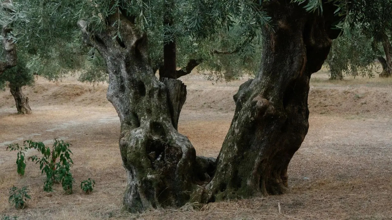 «La nuova legge può distruggere gli oliveti storici in Calabria»: Filomena Greco chiede al Consiglio di fermarsi\n