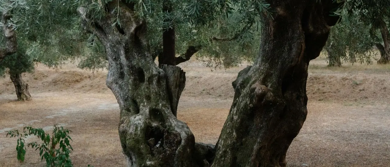 «La nuova legge può distruggere gli oliveti storici in Calabria»: Filomena Greco chiede al Consiglio di fermarsi\n