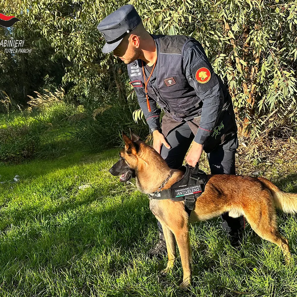Fenrir, il cane dei Carabinieri del Parco del Pollino individua un’esca avvelenata con frammenti di vetro a Roccanova