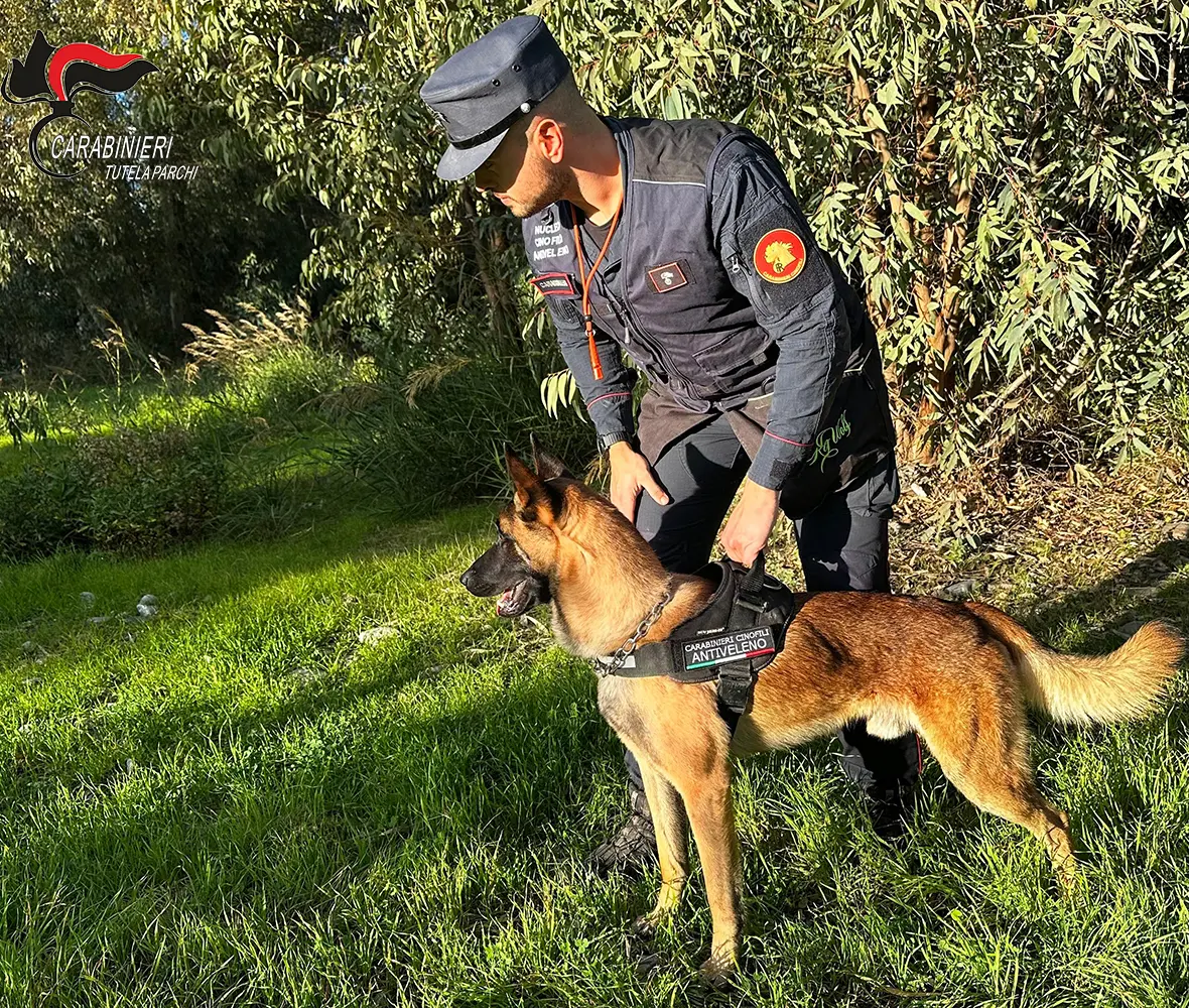 Fenrir, il cane dei Carabinieri del Parco dFenrir, il cane dei Carabinieri del Parco del Pollino individua un’esca avvelenata con frammenti di vetro a Roccanovael Pollino individua un’esca avvelenata con frammenti di vetro a Roccanova
