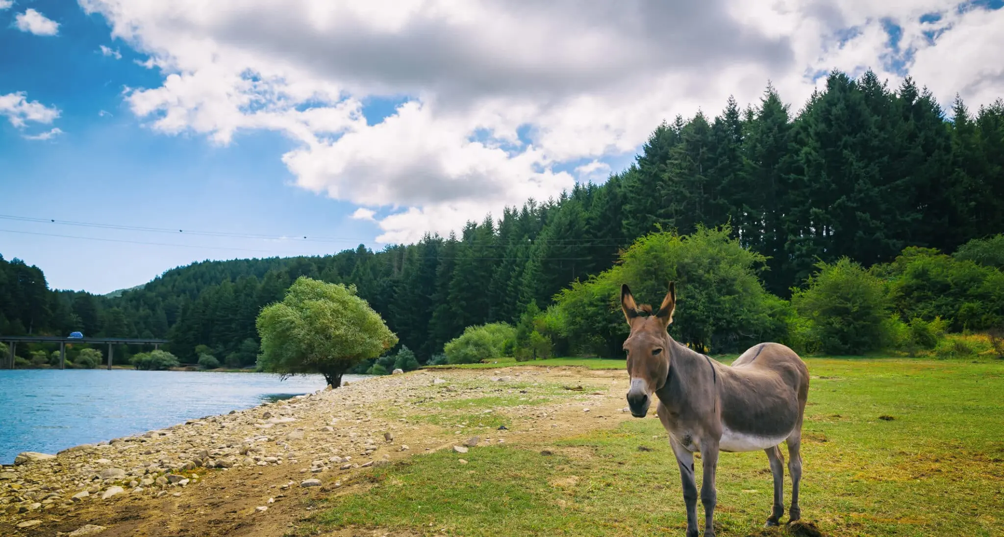 Una funivia da Cosenza alla Sila, l’idea avveniristica di Saverio J. Bianco: «Per cambiare davvero bisogna sognare»\n