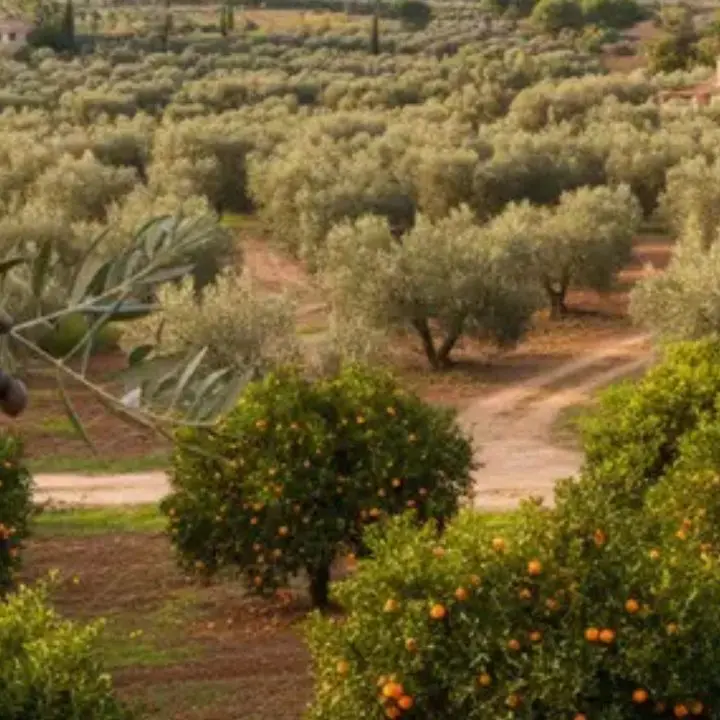 Furti negli agrumeti confiscati alla ’ndrangheta, l’allarme della cooperativa\u00A0Valle del Marro:\u00A0«Situazione insostenibile»\n
