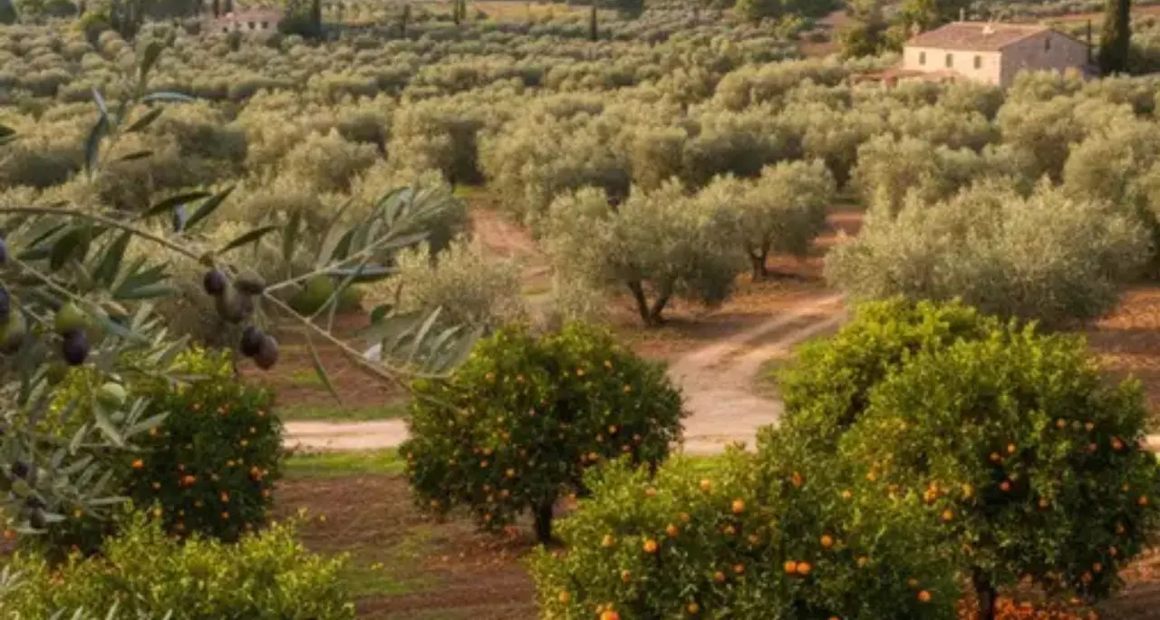Furti negli agrumeti confiscati alla ’ndrangheta, l’allarme della cooperativa\u00A0Valle del Marro:\u00A0«Situazione insostenibile»\n