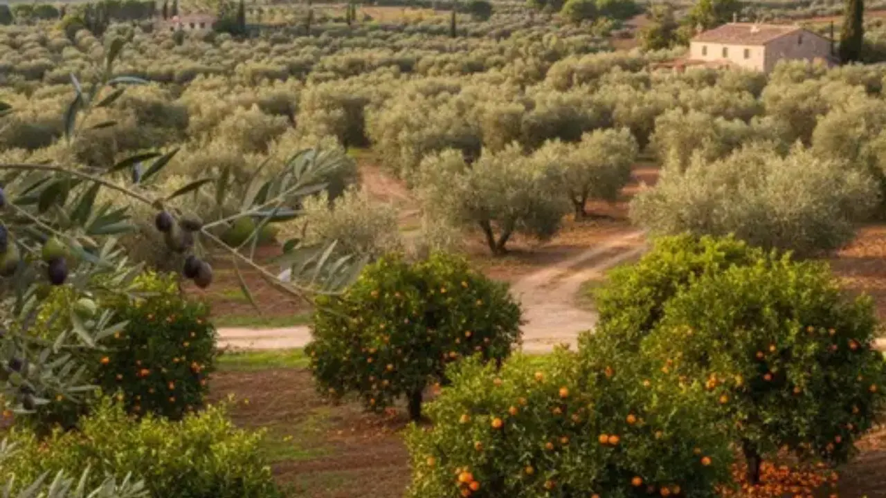 Furti negli agrumeti confiscati alla ’ndrangheta, l’allarme della cooperativa\u00A0Valle del Marro:\u00A0«Situazione insostenibile»\n
