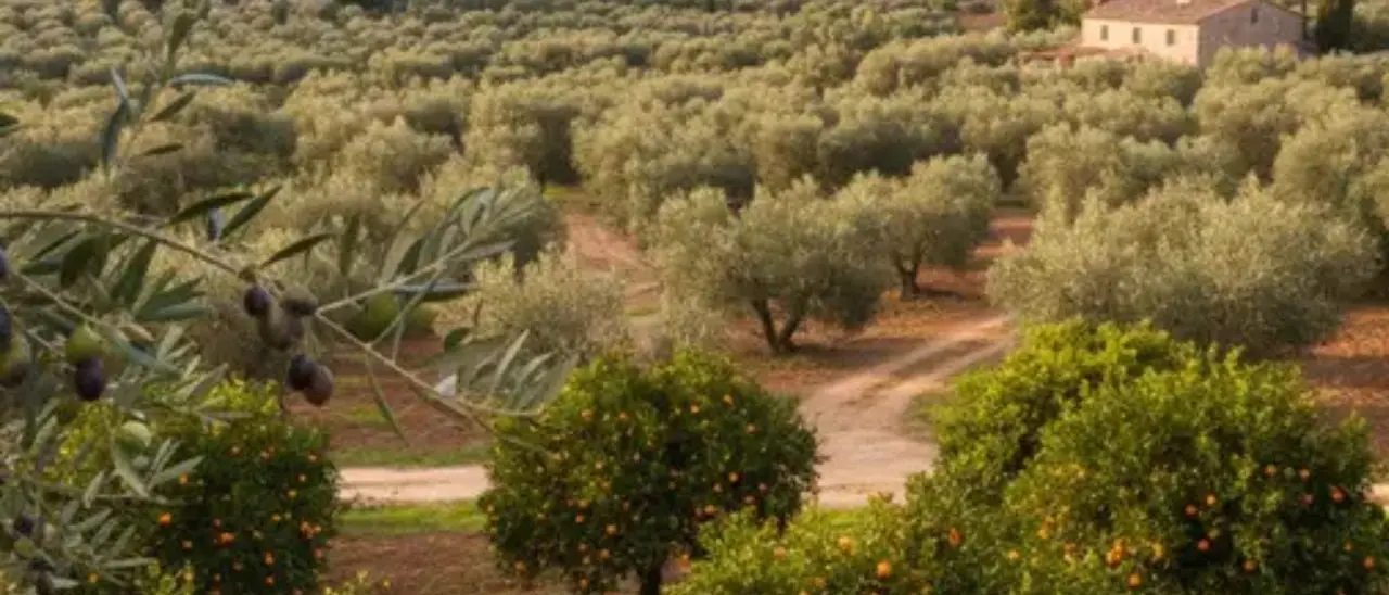 Furti negli agrumeti confiscati alla ’ndrangheta, l’allarme della cooperativa\u00A0Valle del Marro:\u00A0«Situazione insostenibile»\n