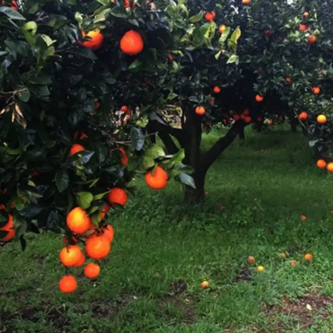Furti di agrumi nella Piana di Gioia Tauro, nel mirino la coop Valle del Marro che gestisce terreni confiscati alla ‘Ndrangheta\n