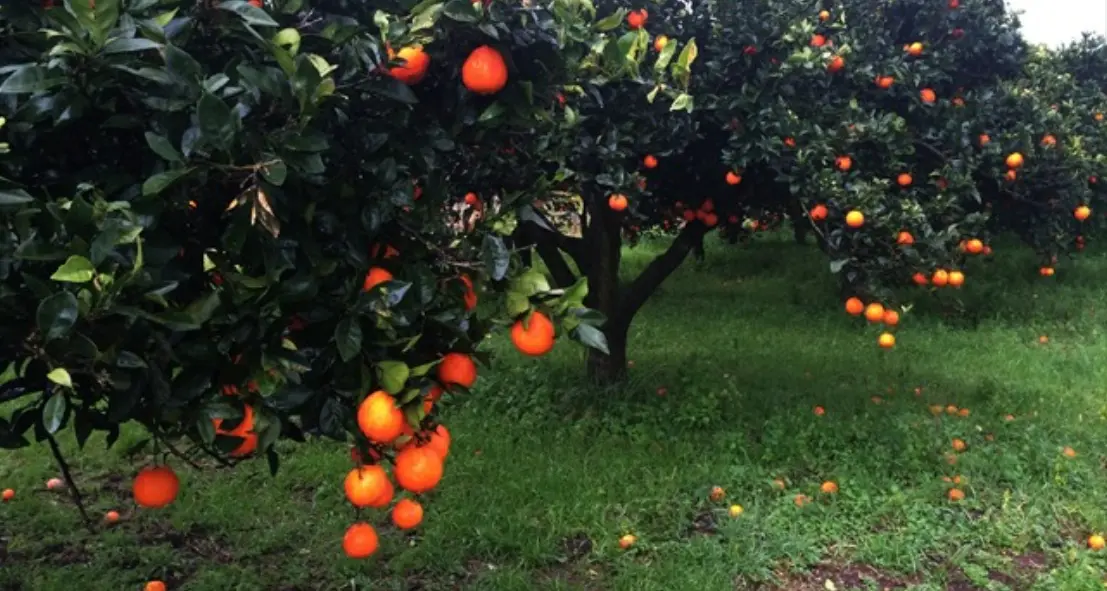 Furti di agrumi nella Piana di Gioia Tauro, nel mirino la coop Valle del Marro che gestisce terreni confiscati alla ‘Ndrangheta\n