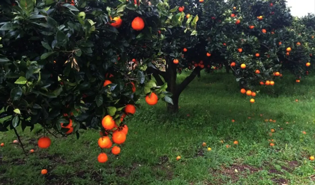 Furti di agrumi nella Piana di Gioia Tauro, nel mirino la coop Valle del Marro che gestisce terreni confiscati alla ‘Ndrangheta\n