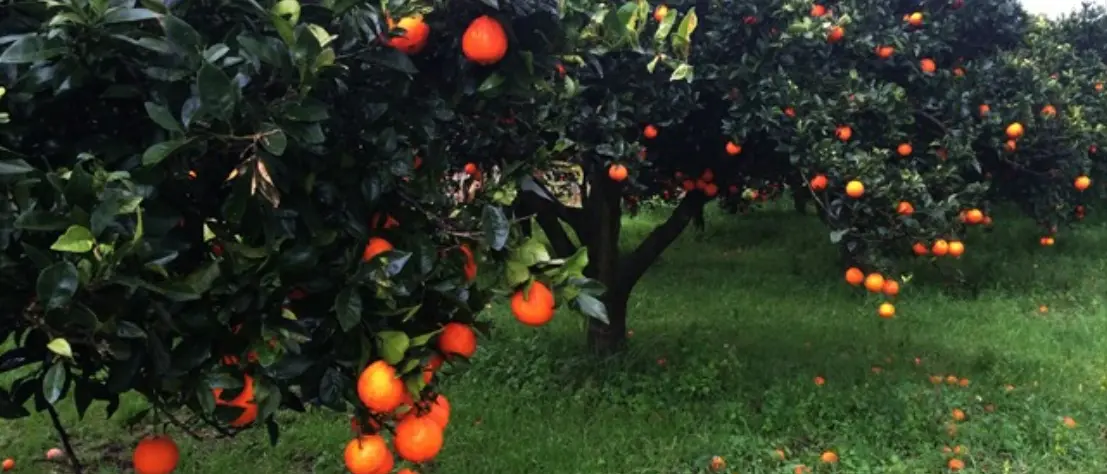 Furti di agrumi nella Piana di Gioia Tauro, nel mirino la coop Valle del Marro che gestisce terreni confiscati alla ‘Ndrangheta\n