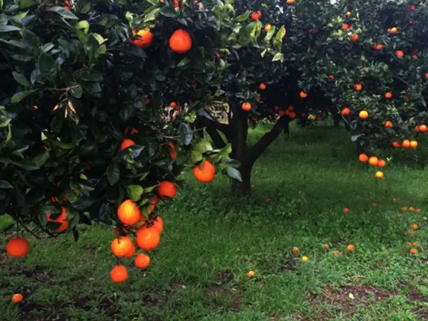 Furti di agrumi nella Piana di Gioia Tauro, nel mirino la coop Valle del Marro che gestisce terreni confiscati alla ‘Ndrangheta