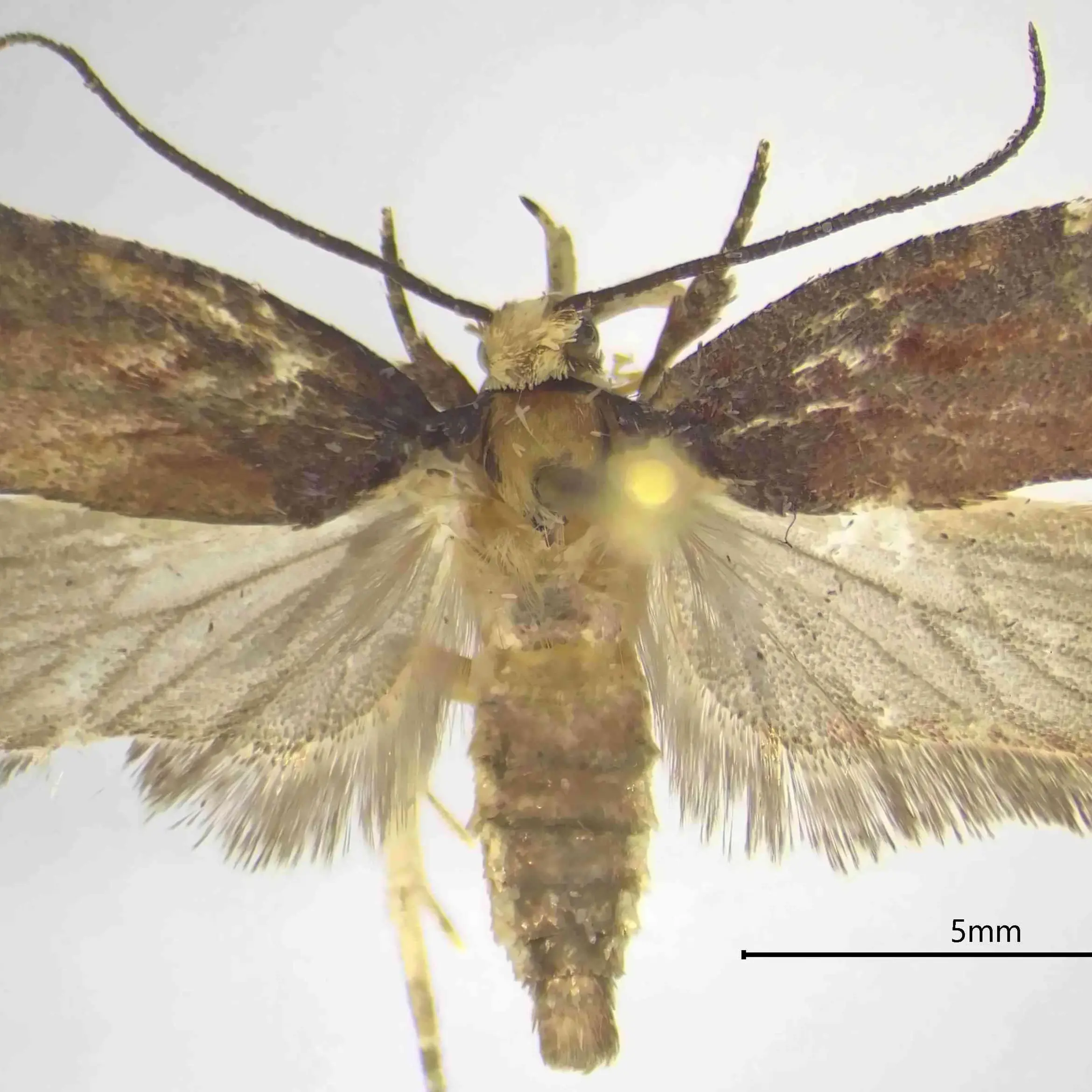 Una nuova specie di falena scoperta nei boschi della Calabria: «Al Sud una biodiversità unica»\n