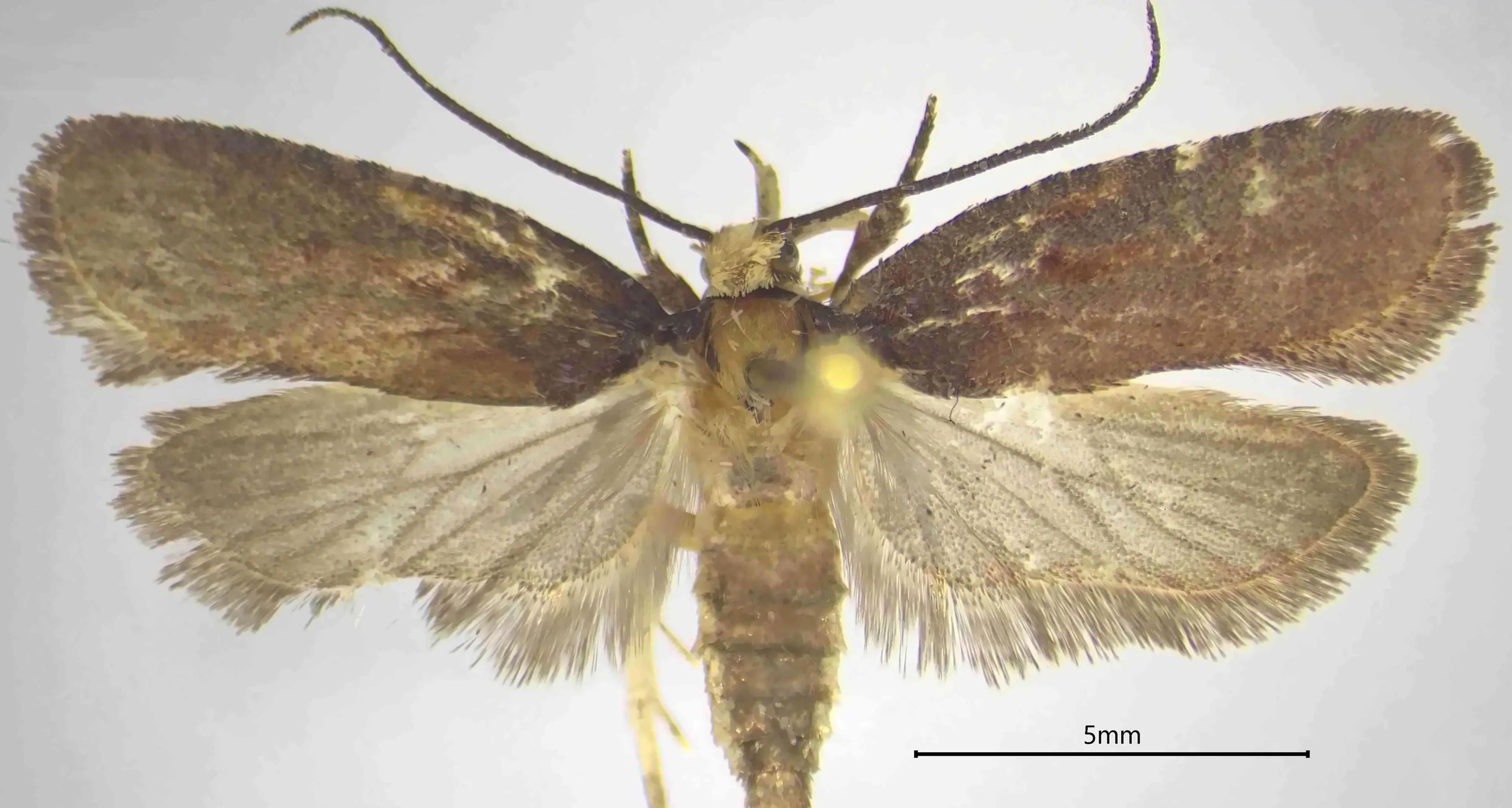 Una nuova specie di falena scoperta nei boschi della Calabria: «Al Sud una biodiversità unica»\n